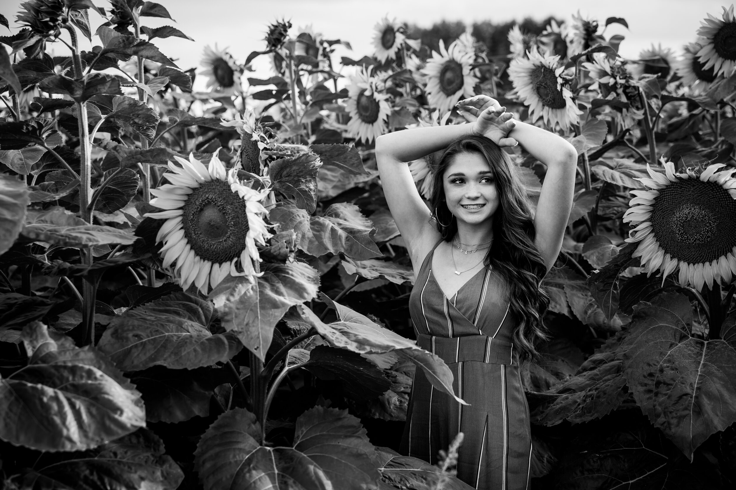 black and white in sunflowers 