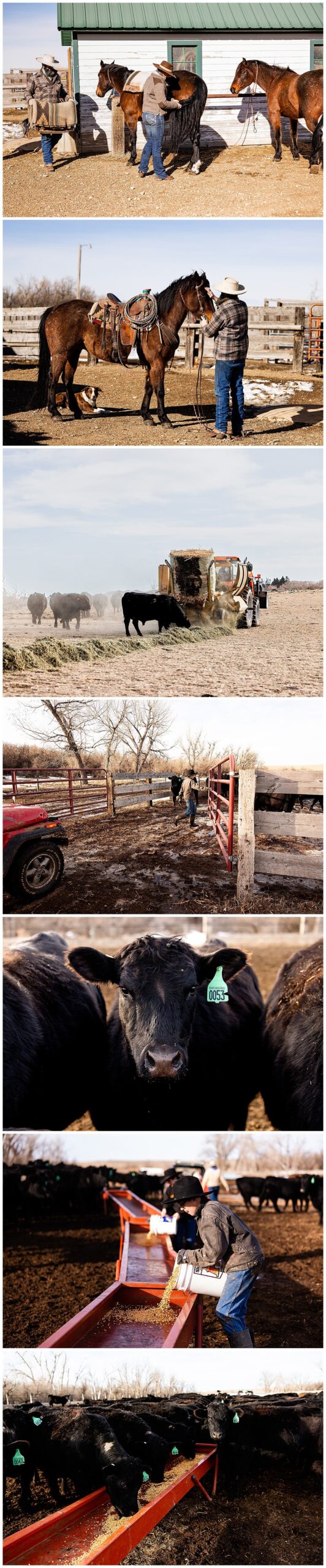 A ranch family tends to the animals in their care, dressed for the mild North Dakota weather.